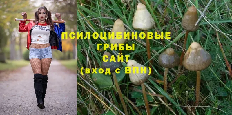 Галлюциногенные грибы Psilocybe  купить  сайты  blacksprut зеркало  Шахунья 